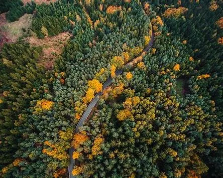 Walking trail through tall pine trees in Baabda Forest near Beirut